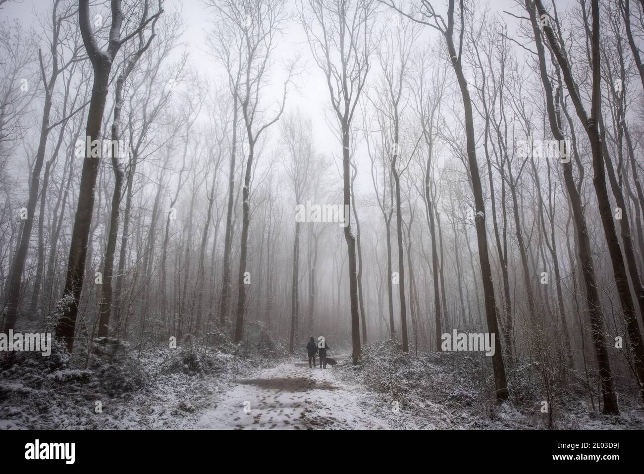 The Vale of Belvoir, Leicestershire, Royaume-Uni. 29 décembre 2020. Randonneurs de chiens dans la neige dans les bois de Belvoir dans la vallée de Belvoir, Leicestershire Neil Squires/Alamy Live News Banque D'Images