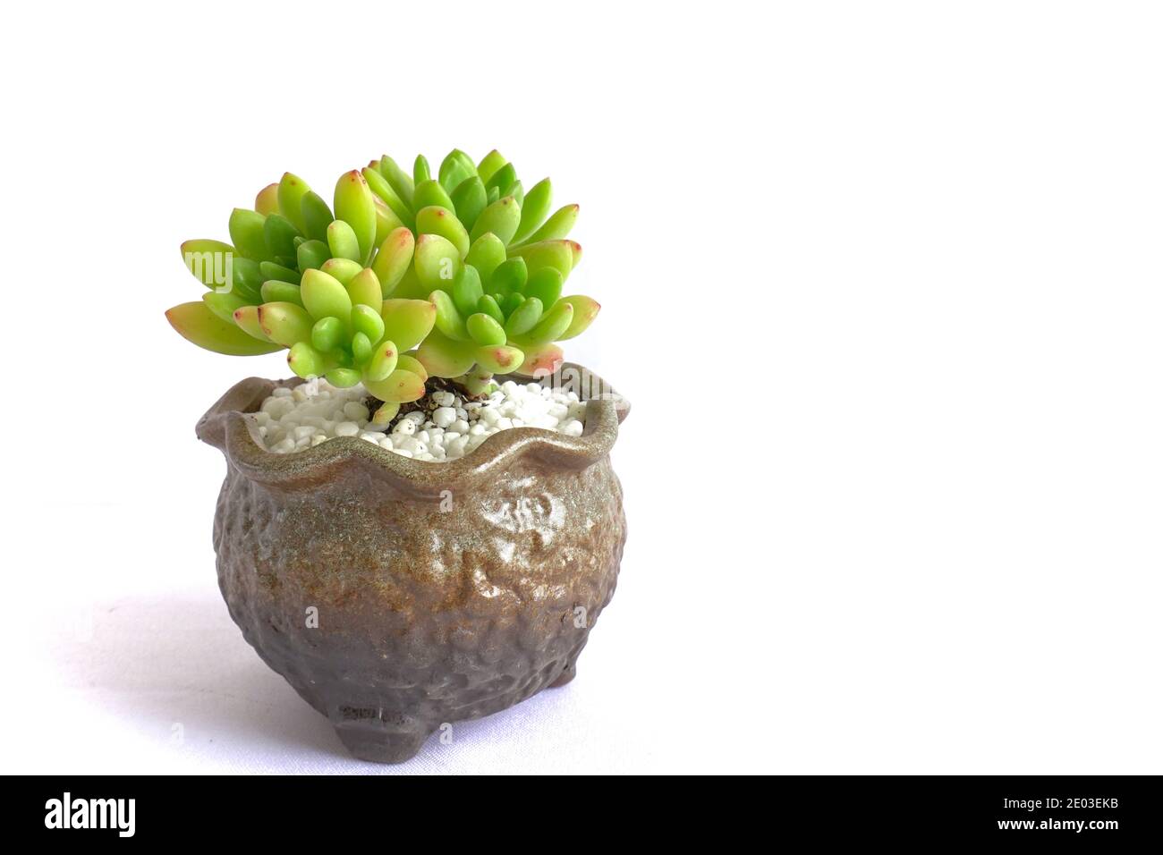 Burrito succulent dans le pot de fleurs vintage, queue de burro isolée sur fond blanc Banque D'Images