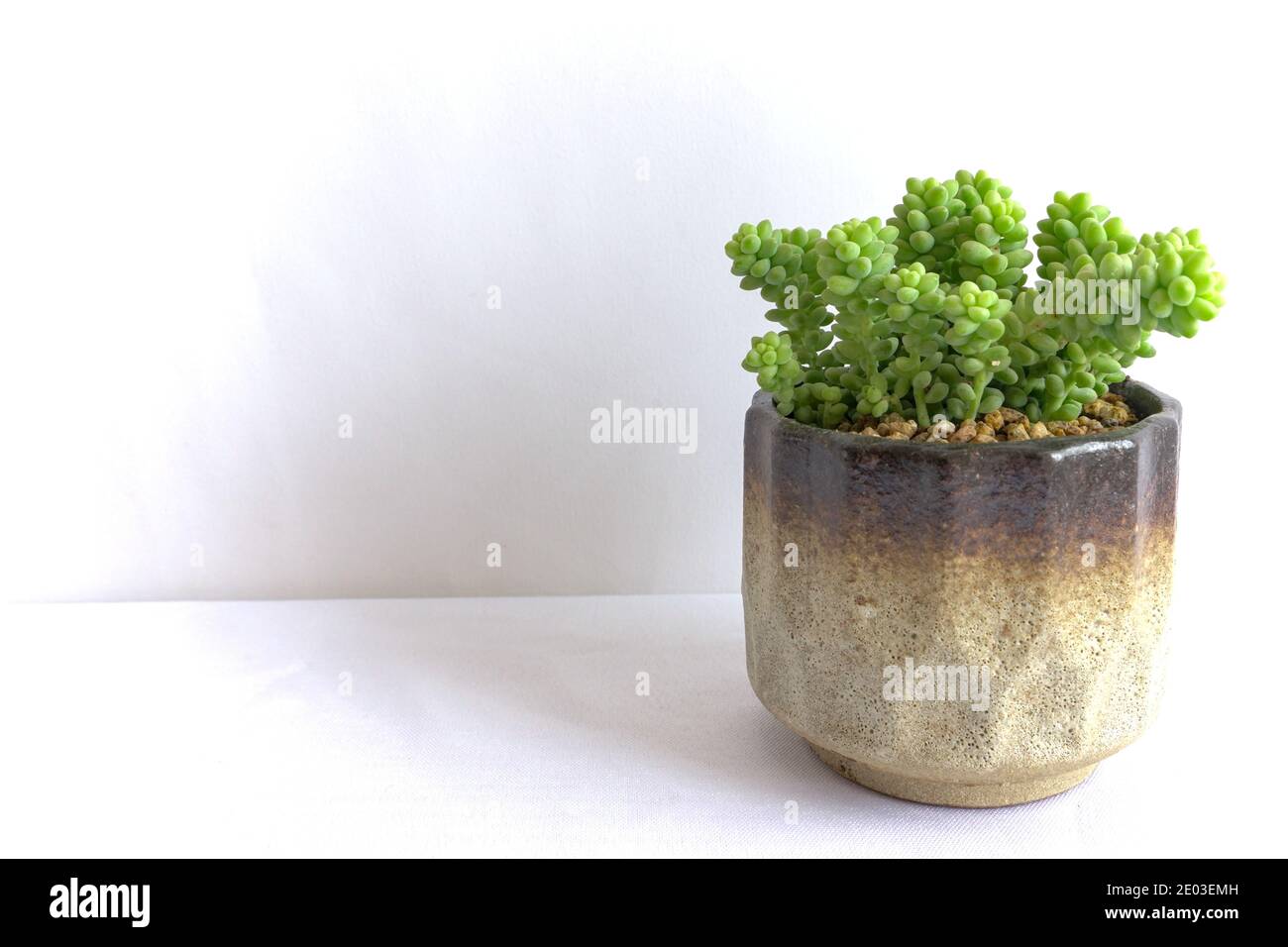 Burrito succulent en pot de fleurs en céramique, queue de burro sur fond blanc, espace de copie Banque D'Images