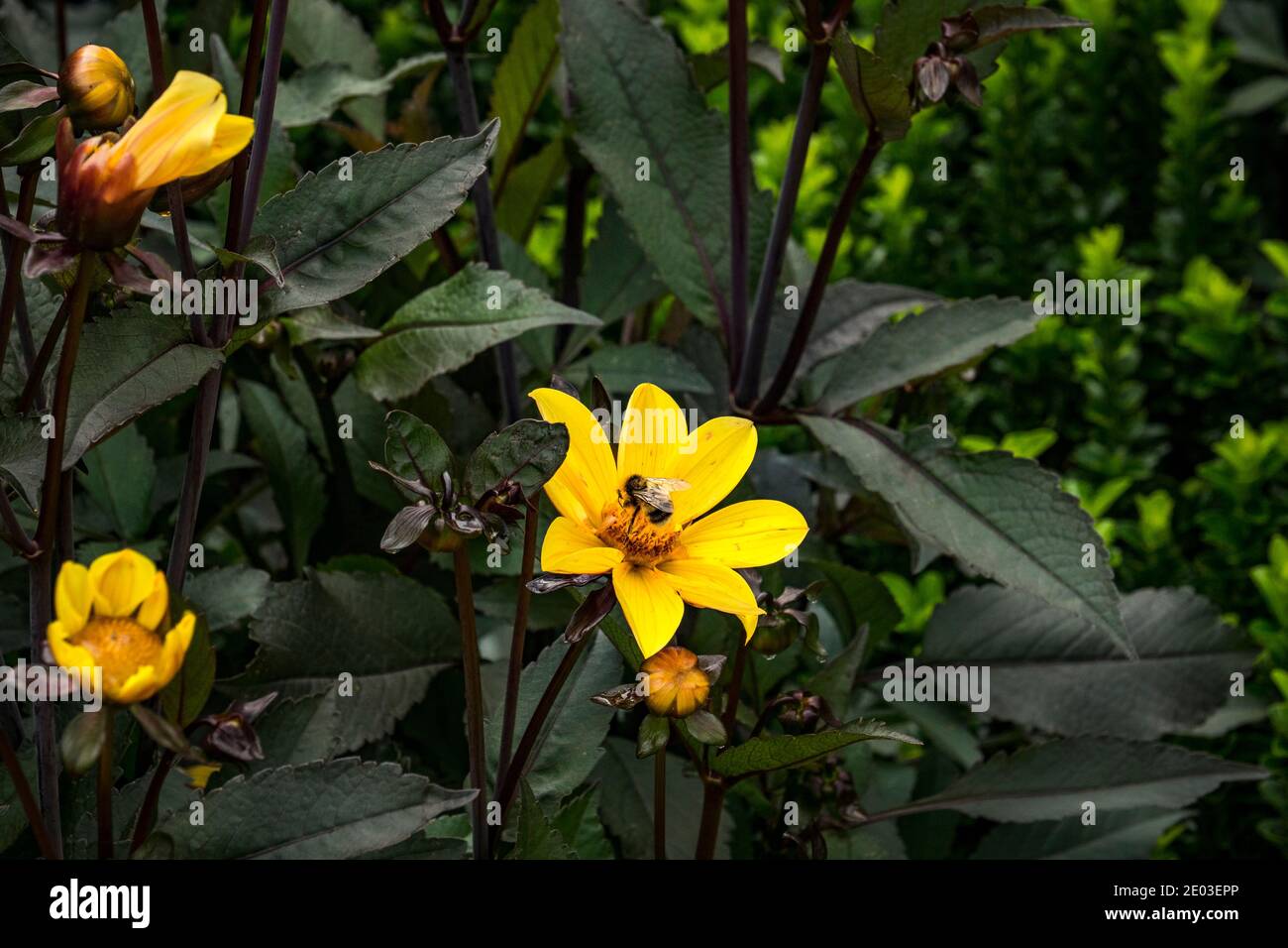 Gros plan de Bumblebee (bombus) collectant le pollen de la fleur jaune, Dahlia 'Bishop of York'. Banque D'Images