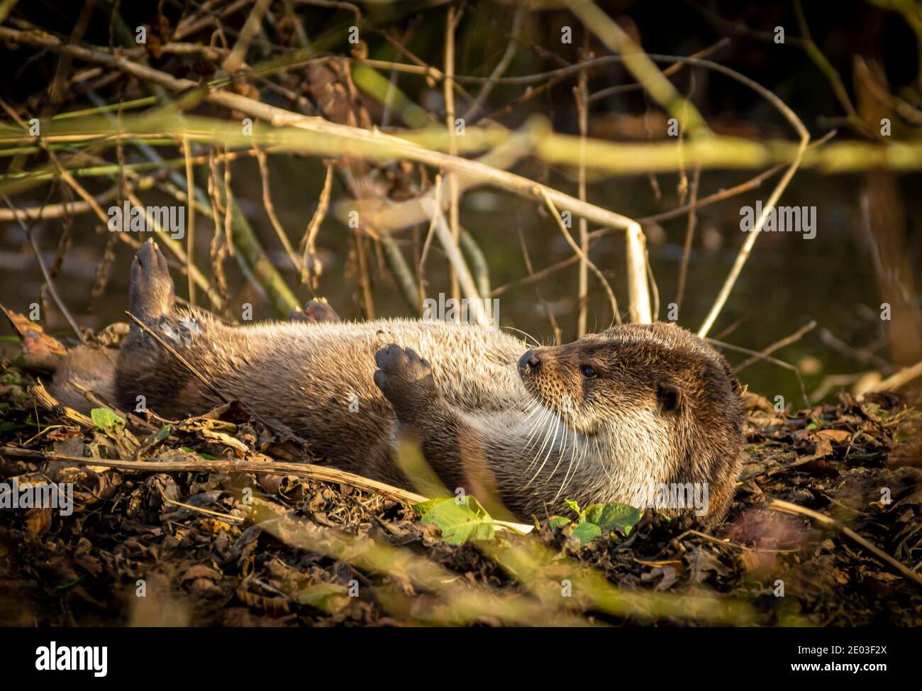 Europe Wild Otter se prélasser dans le soleil d'hiver Cliff Norton Alamy Banque D'Images