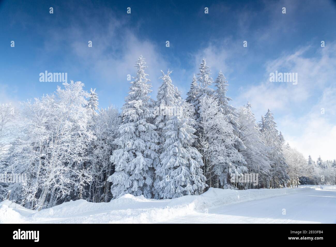 Faible angle d'arbres couverts de neige. Rime dur sur les pins dans la Forêt Noire, Allemagne Banque D'Images