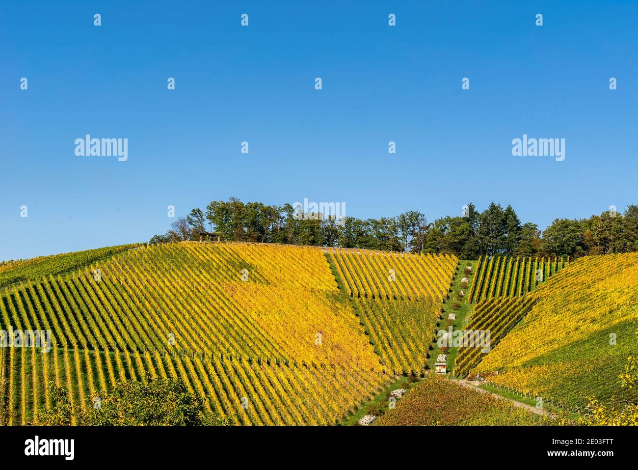 Scène viticole d'automne sur une colline sous ciel bleu, campagne agricole Banque D'Images