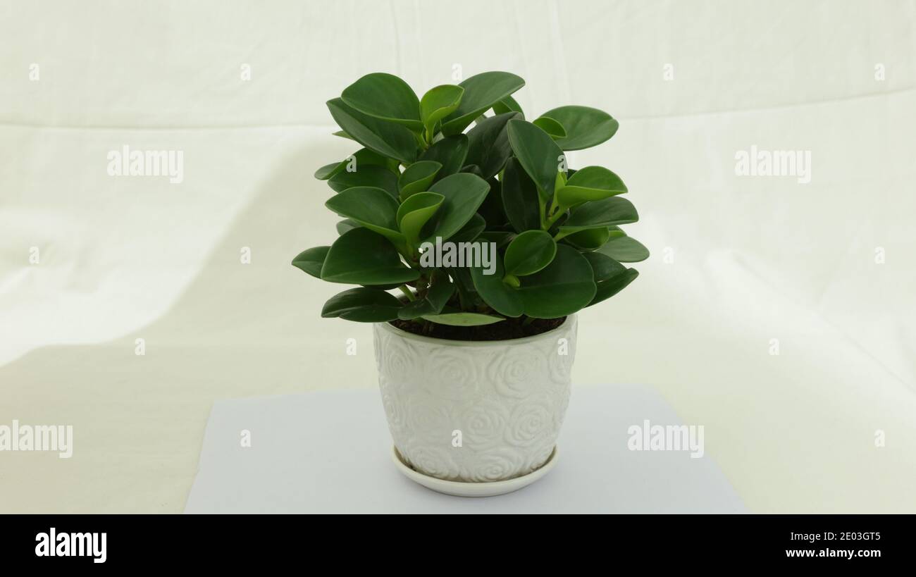 Plante potée en pot à fleurs blanc, plante de maison verte, peperomia tetraphylla, bonsaï Banque D'Images