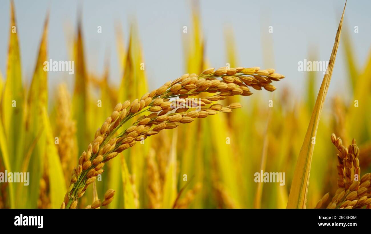 Gros plan d'une oreille de riz pleine, arrière-plan flou, champ de riz mûr dans la campagne Banque D'Images