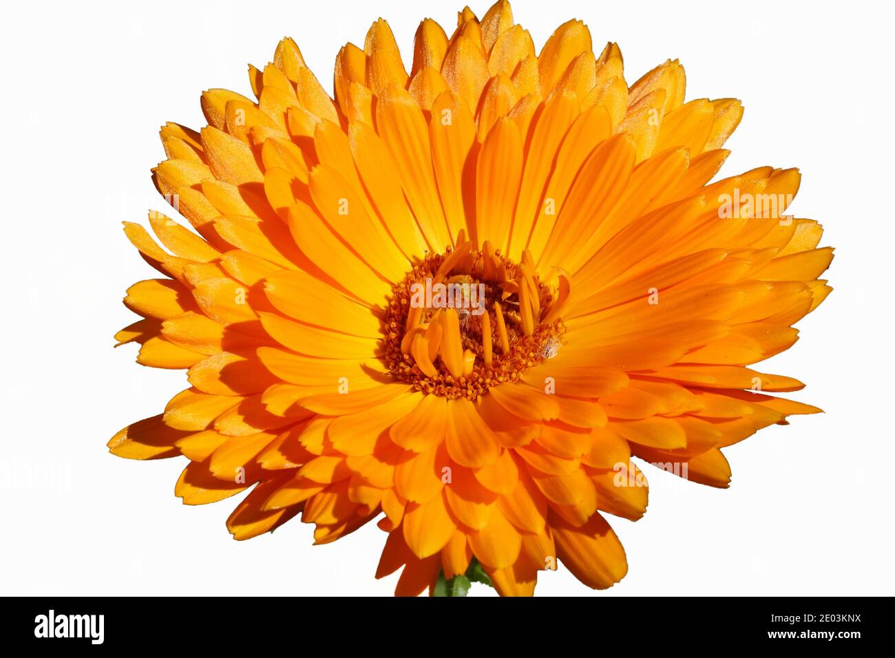Le Calendula flower isolated on white Banque D'Images