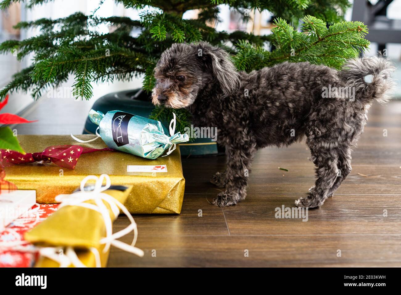 Petit chien debout entre les cadeaux de noël Banque D'Images