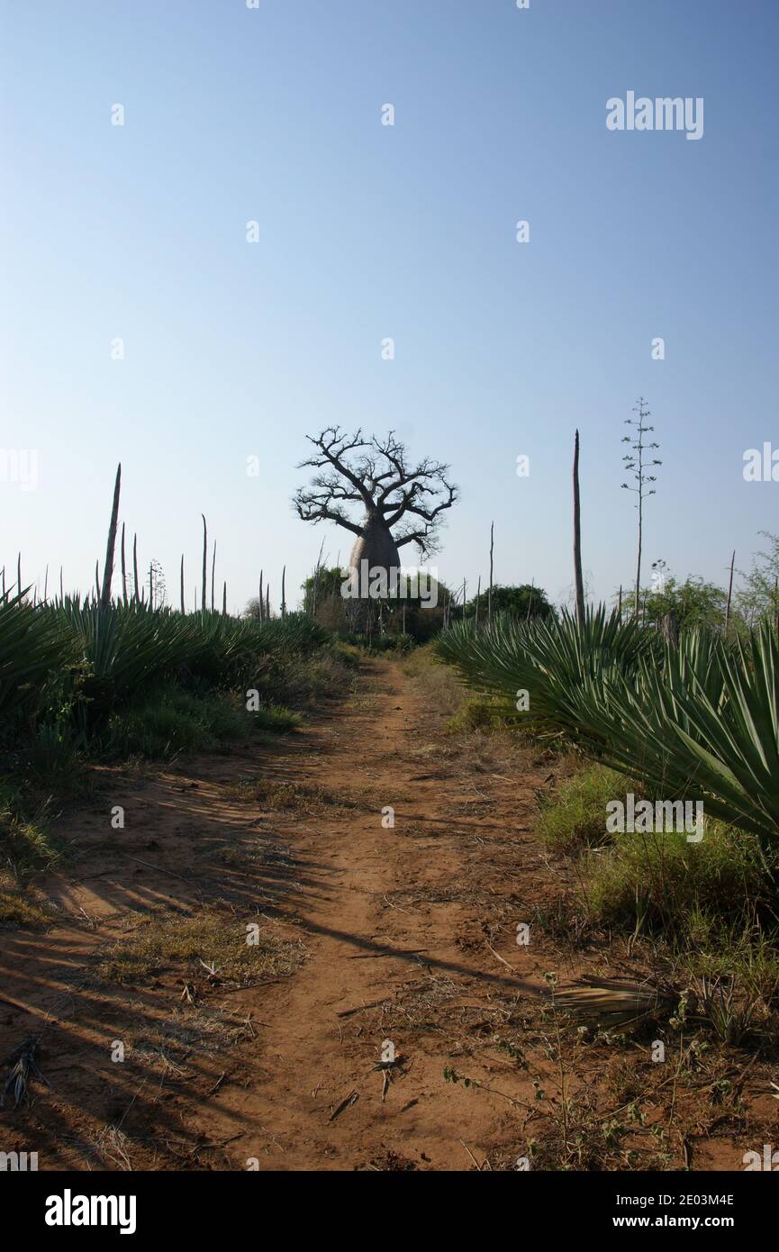 Baobab à la fin d'un chemin de terre rouge à travers une plantation de sisal dans l'île Rouge - un nom dû à la couleur du sol. Banque D'Images