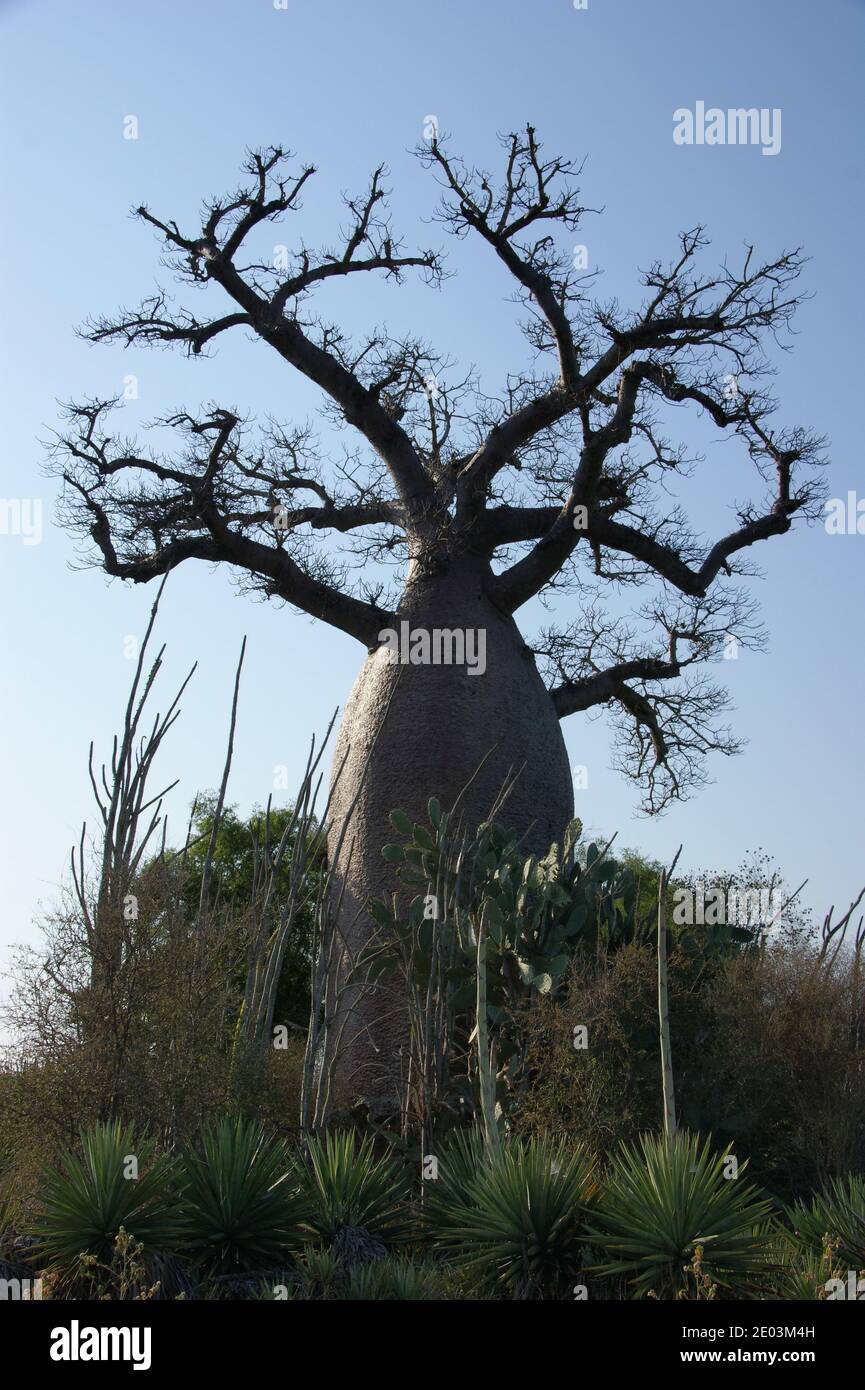 Baobab est entouré de cactus et de plantes de sisal d'élevage. Banque D'Images