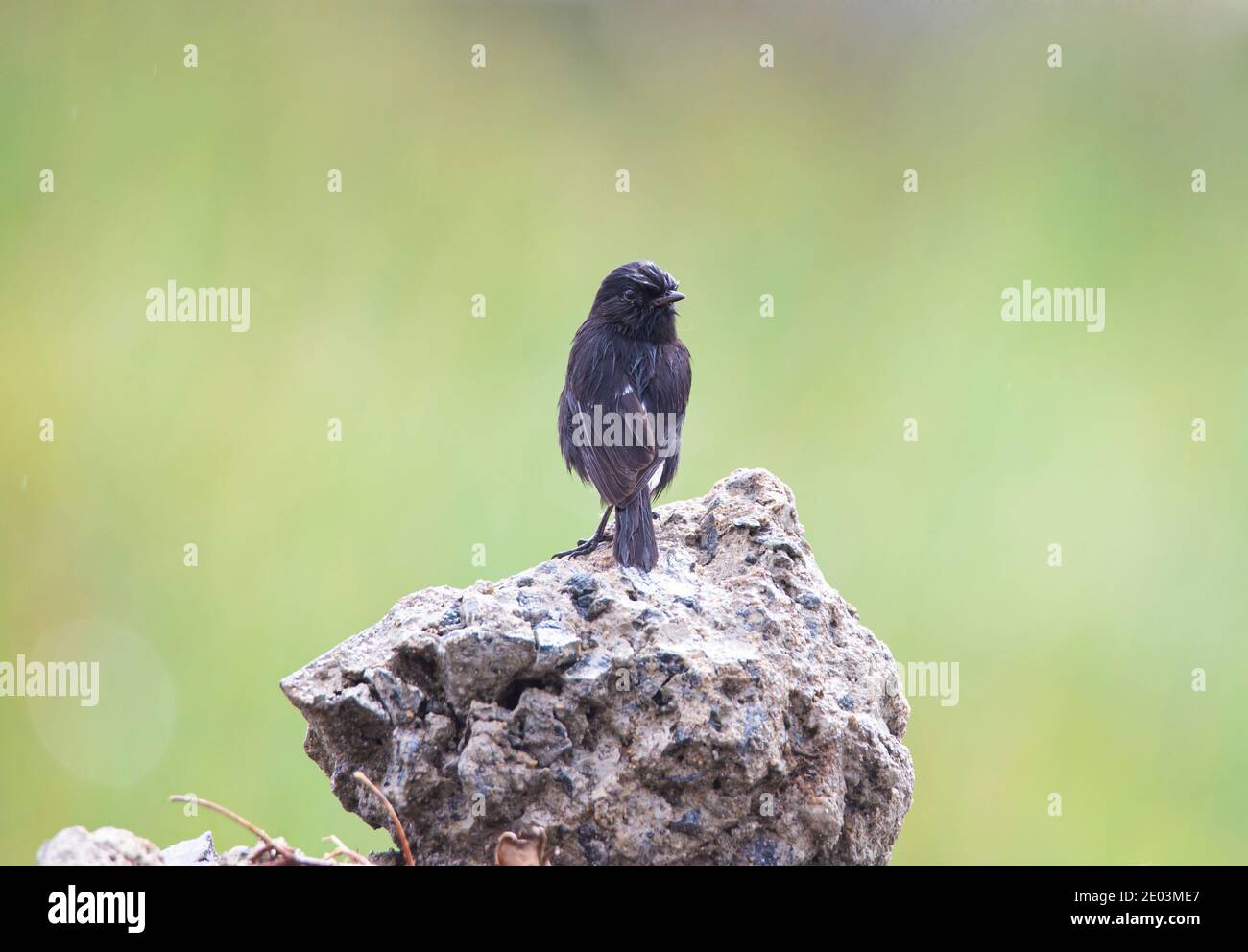 Pied Bush Chat assis sur un rocher Banque D'Images