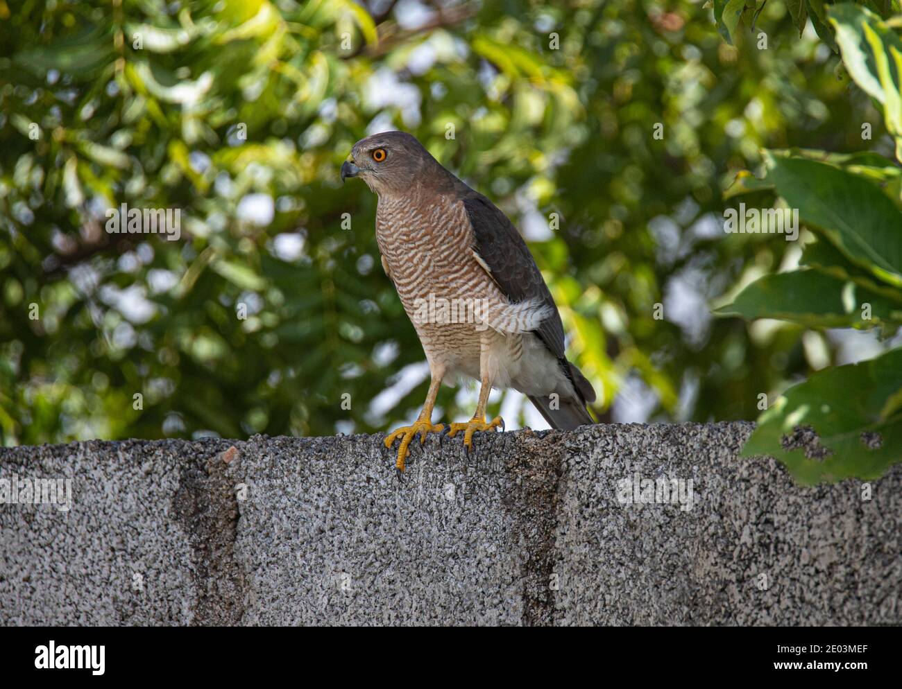 Shikra oiseau assis sur un mur sous un arbre Banque D'Images