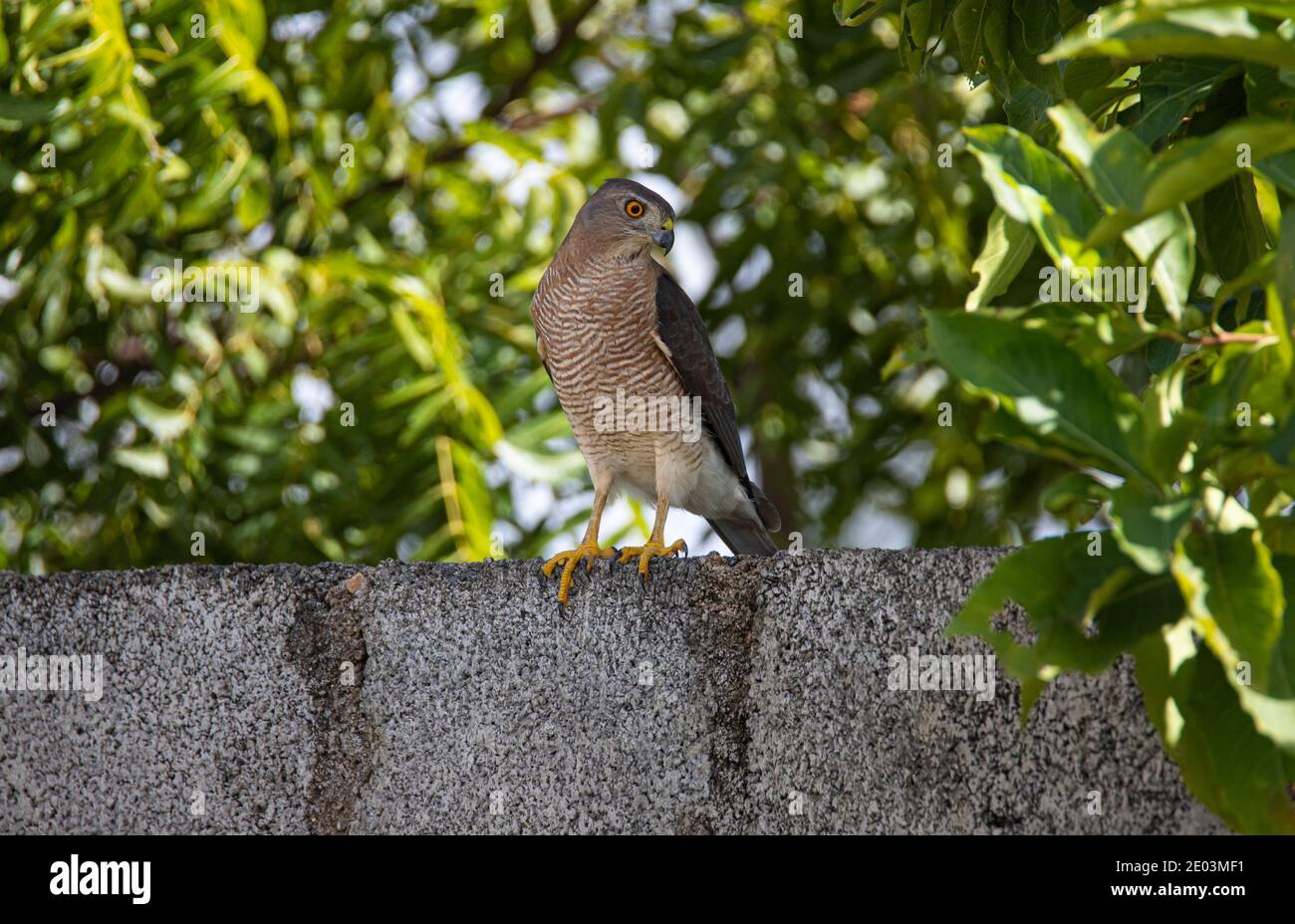 Shikra oiseau assis sur un mur sous un arbre Banque D'Images