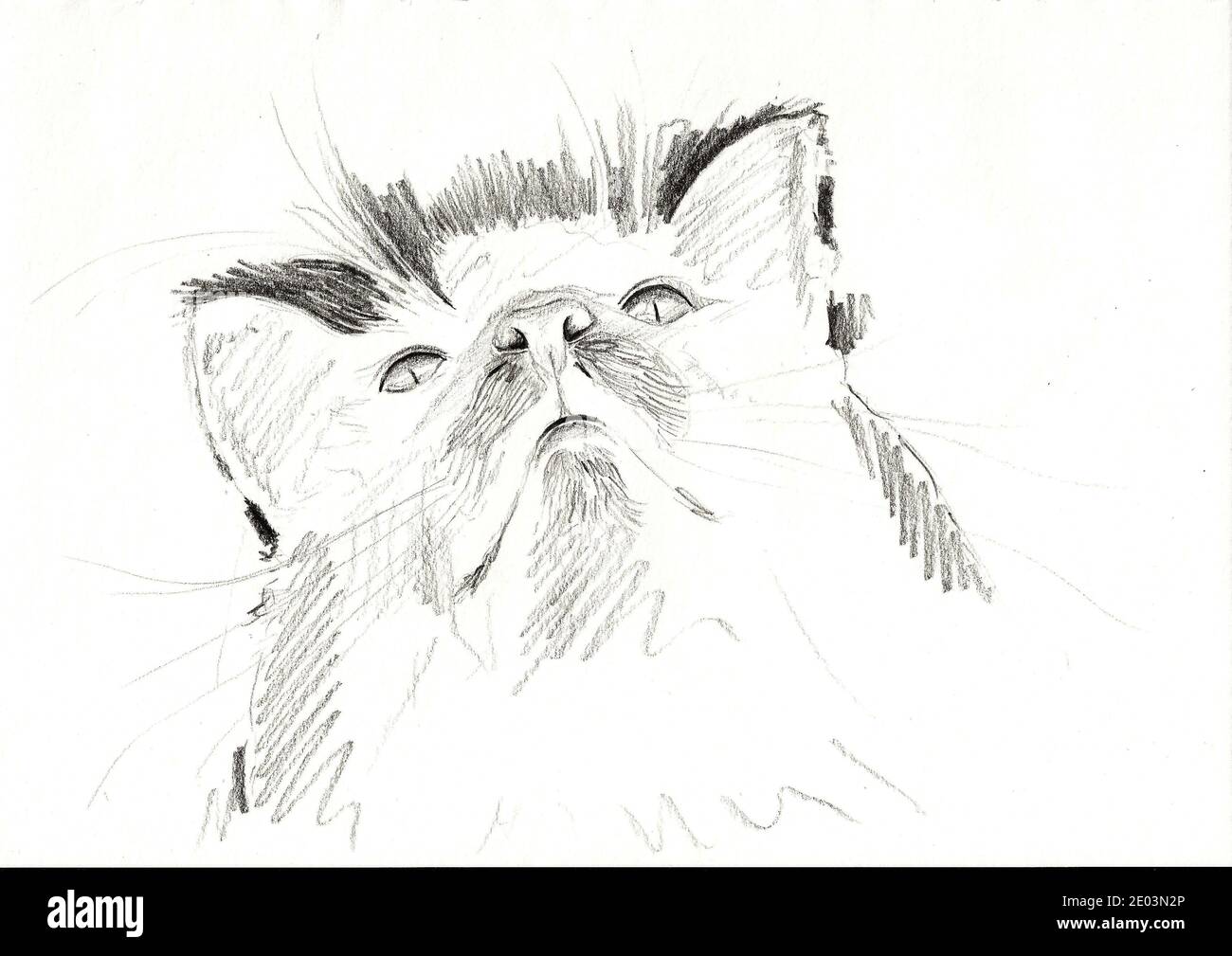 Un crayon noir et blanc esquisse le portrait d'un gros plan haut d'un chat animal mignon sur papier blanc Banque D'Images