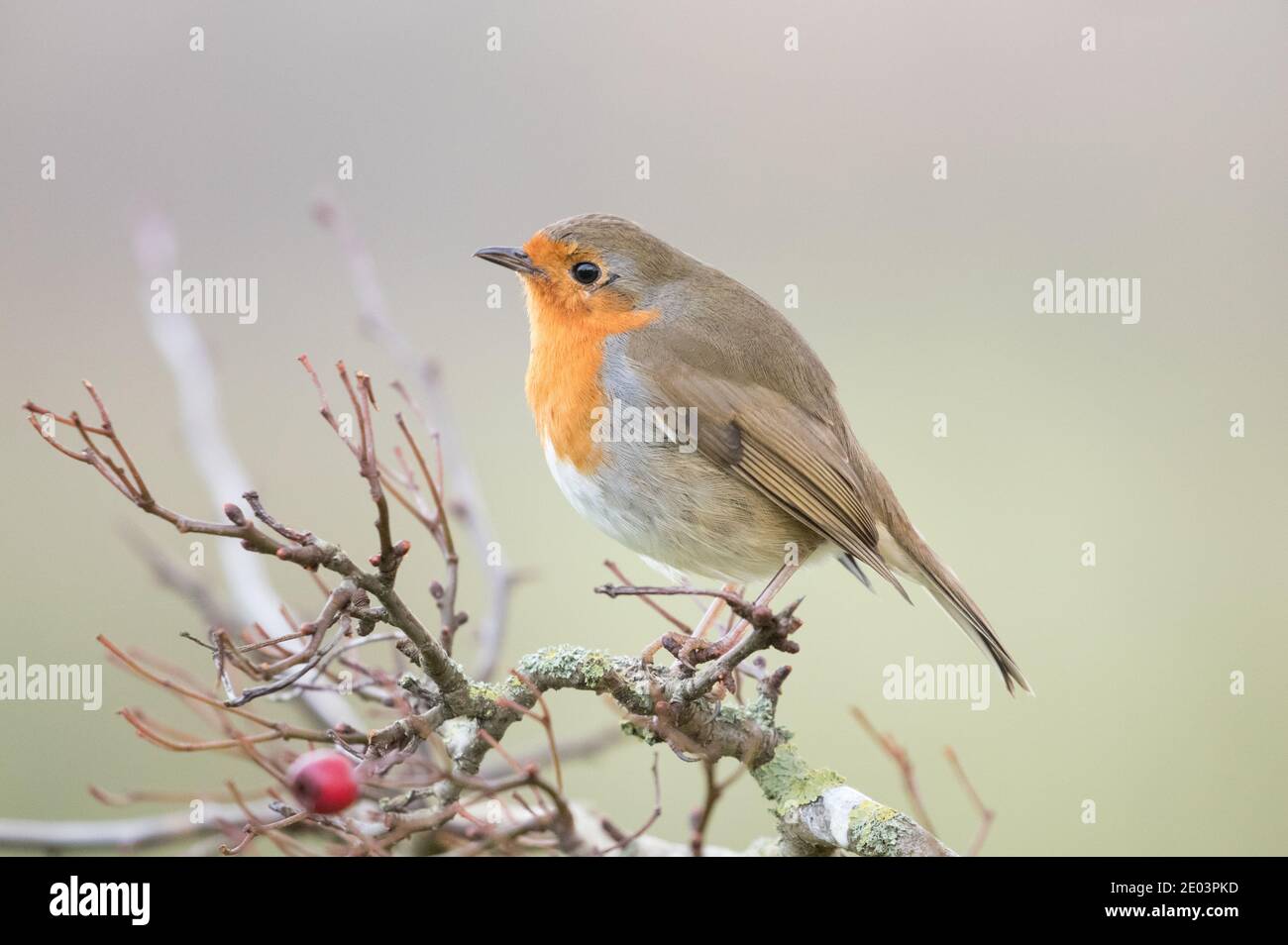 Robin en hiver, Yorkshire Showground, Harrogate Banque D'Images