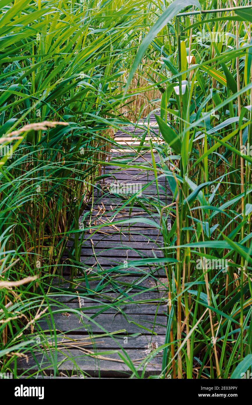 Promenade à travers les roseaux, lac Balaton, comté de Veszprém, Hongrie. Banque D'Images