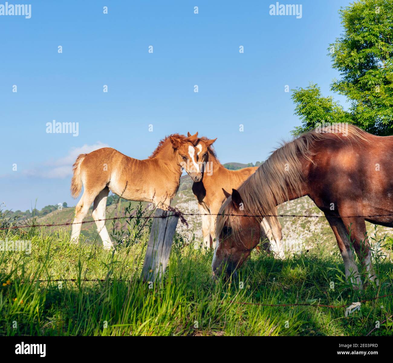 Mare et ses deux foals dans le champ près de Cangas de Onis, Asturies, Espagne Banque D'Images