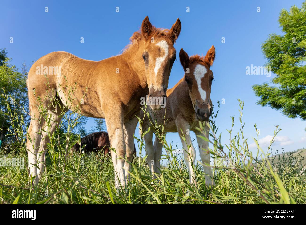 Deux poulains au champ près de Cangas de Onis, Asturies, Espagne Banque D'Images