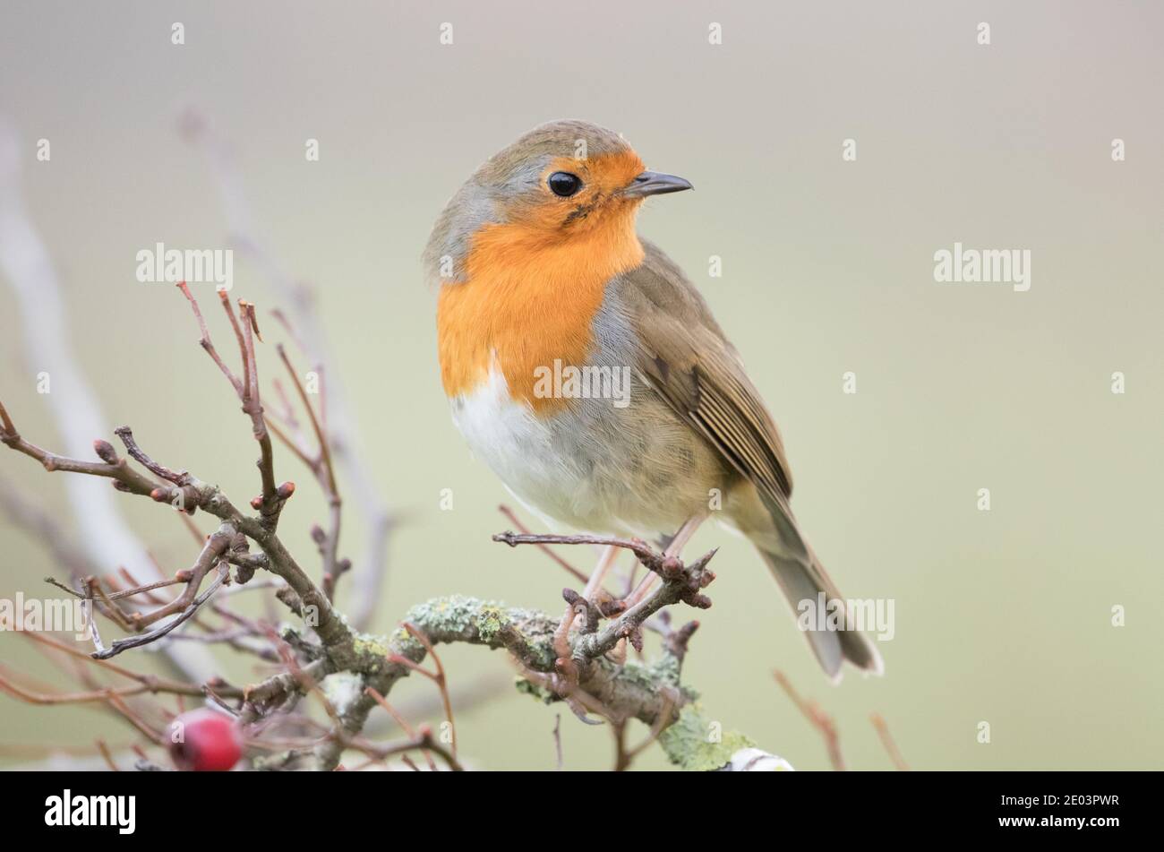 Robin en hiver, Yorkshire Showground, Harrogate Banque D'Images