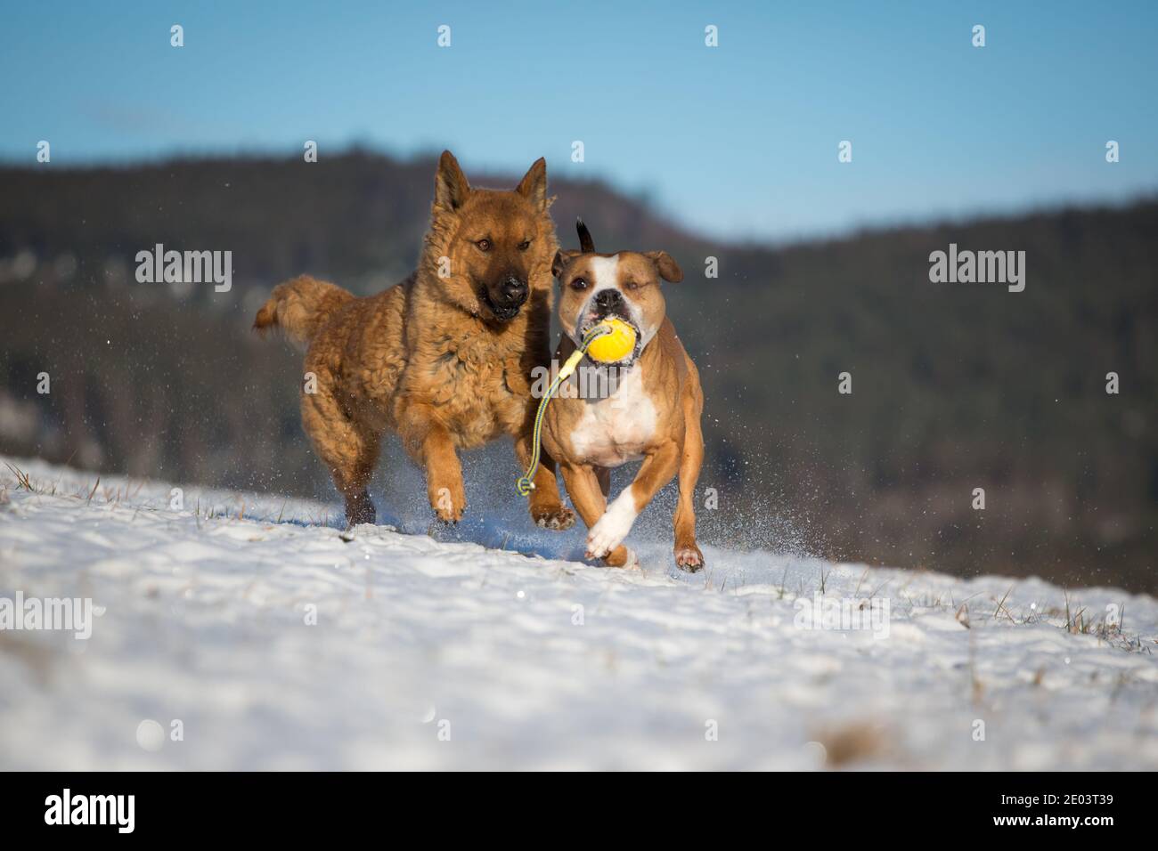 Deux chiens jouant dans la neige, un vieux berger allemand (Kuhhund) et un Pit Bull Banque D'Images