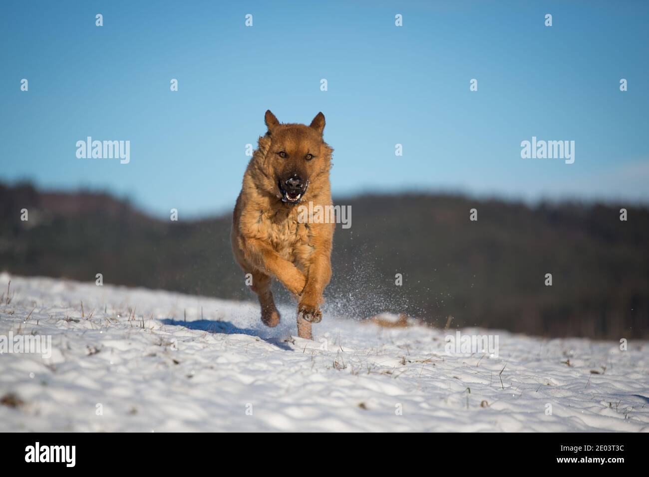 Vieux Berger allemand (Kuhhhhund) qui court dans la neige Banque D'Images