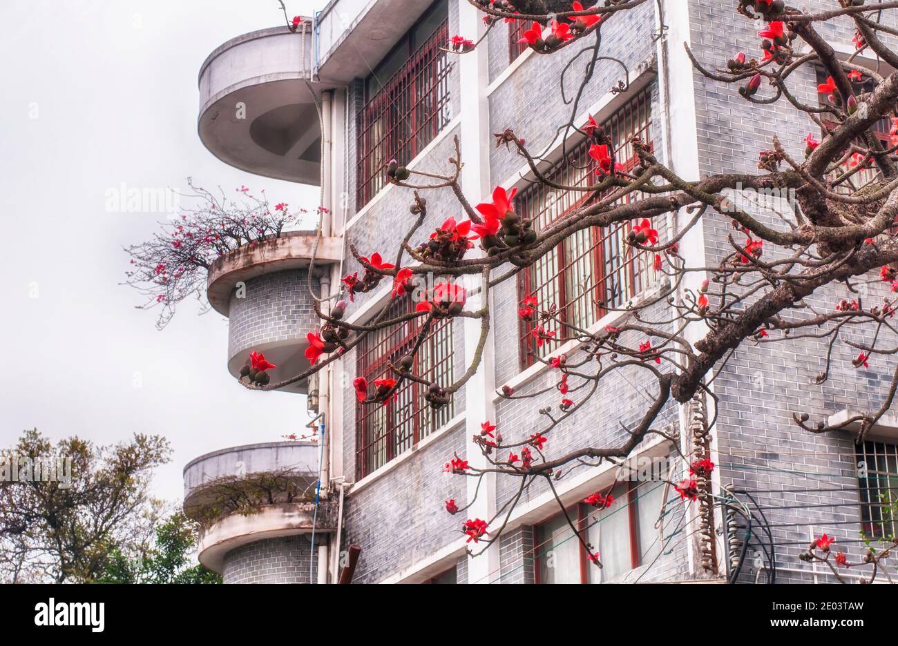 Bombax ceiba, comme d'autres arbres du genre Bombax, est communément connu comme cotonnier en fleur avec des fleurs rouges à guangzhou en chine un jour couvert. Banque D'Images