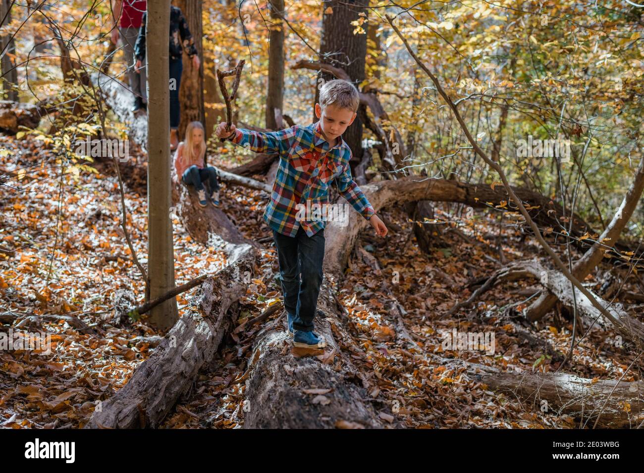 Petit garçon en équilibre sur arbre tombé dans la forêt Banque D'Images