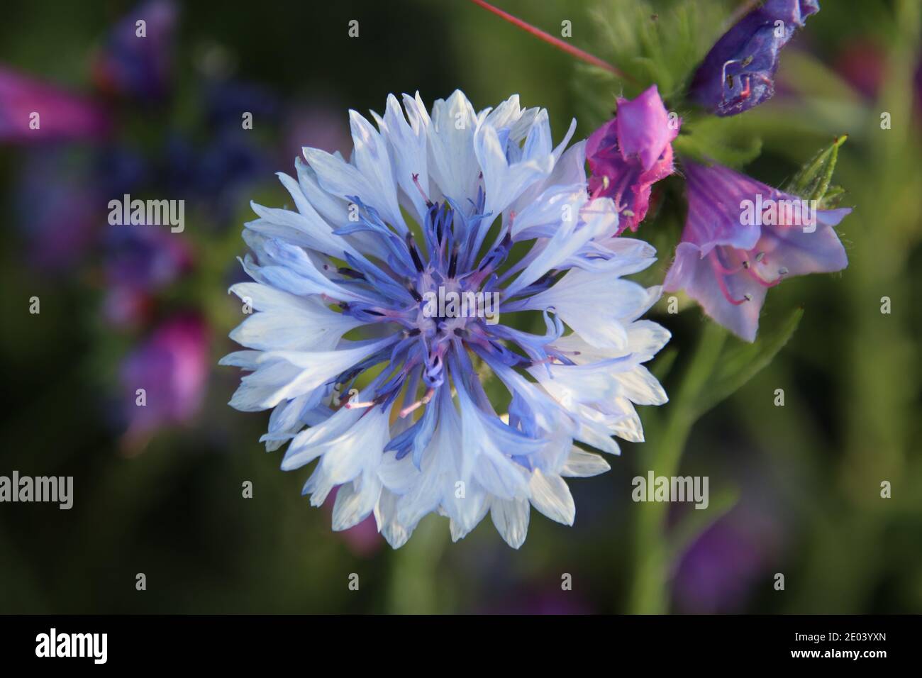 Fleur de maïs bleu pâle Banque D'Images