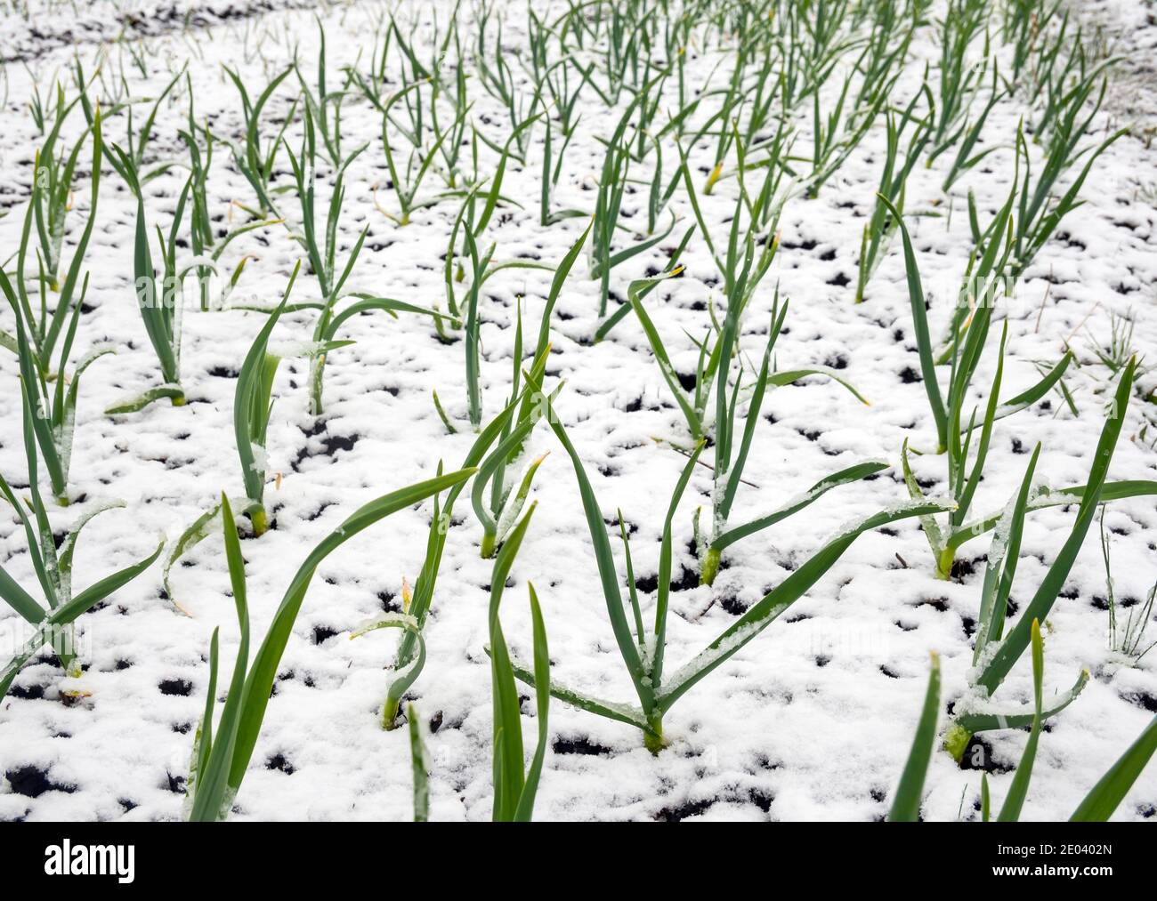 Ciboulette couverte de neige pendant le gel du printemps Photo Stock - Alamy