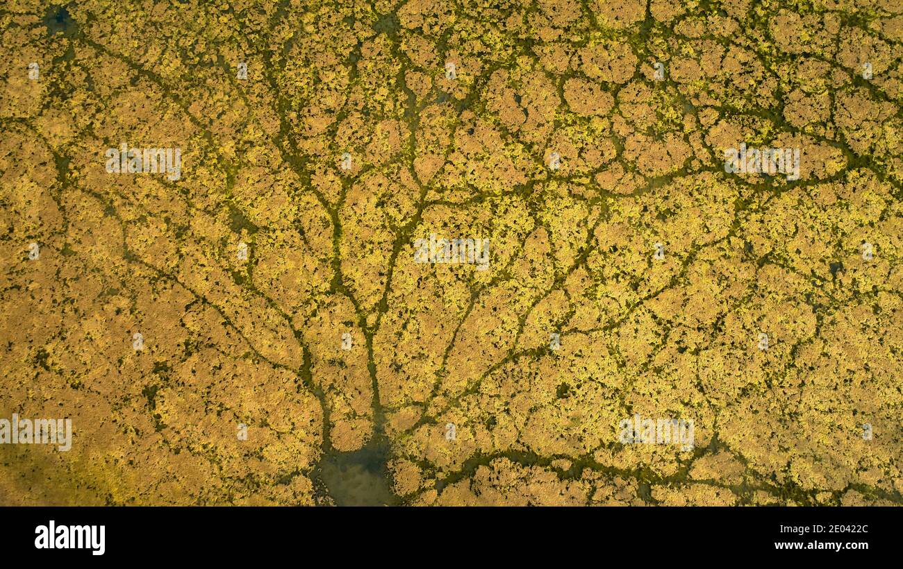 En regardant vers le bas sur la croissance des algues dans le petit billabong peu profond près de Mildura, victoria, Australie. Banque D'Images
