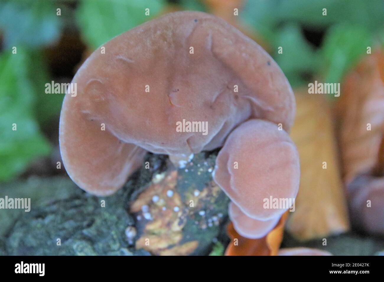 Jelly champignon d'oreille, Auricularia auricula-judae Banque D'Images