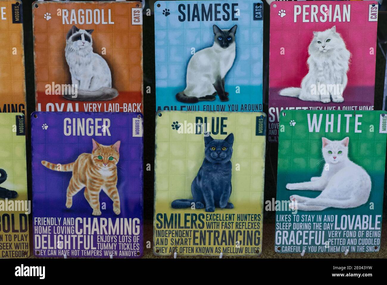 races de chats et plaques d'information sur les chats Banque D'Images