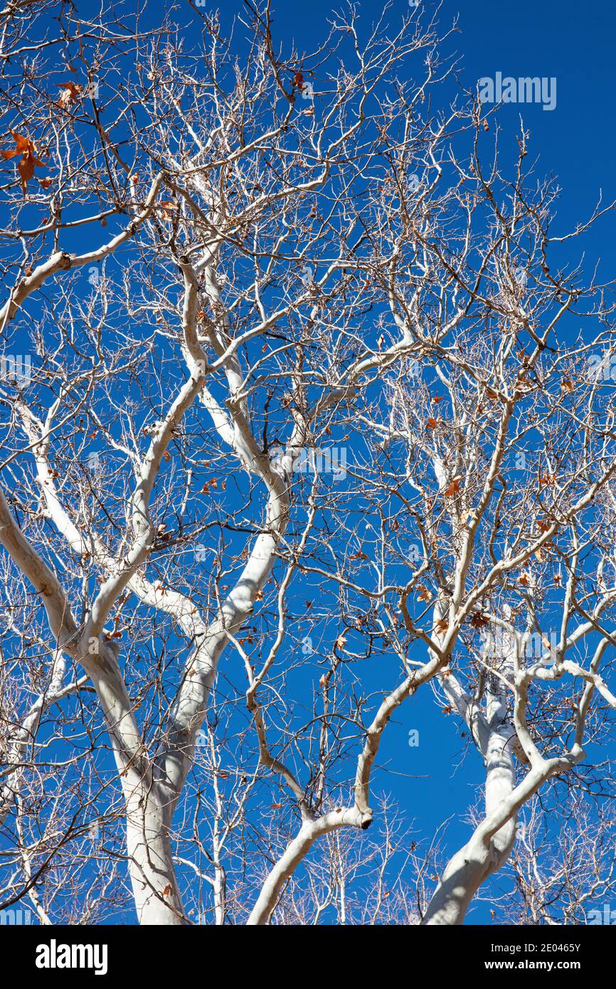 Le sycomore de l'Arizona (Platanus wrightii) se branche en hiver contre le ciel bleu, Sedona, Arizona, États-Unis Banque D'Images