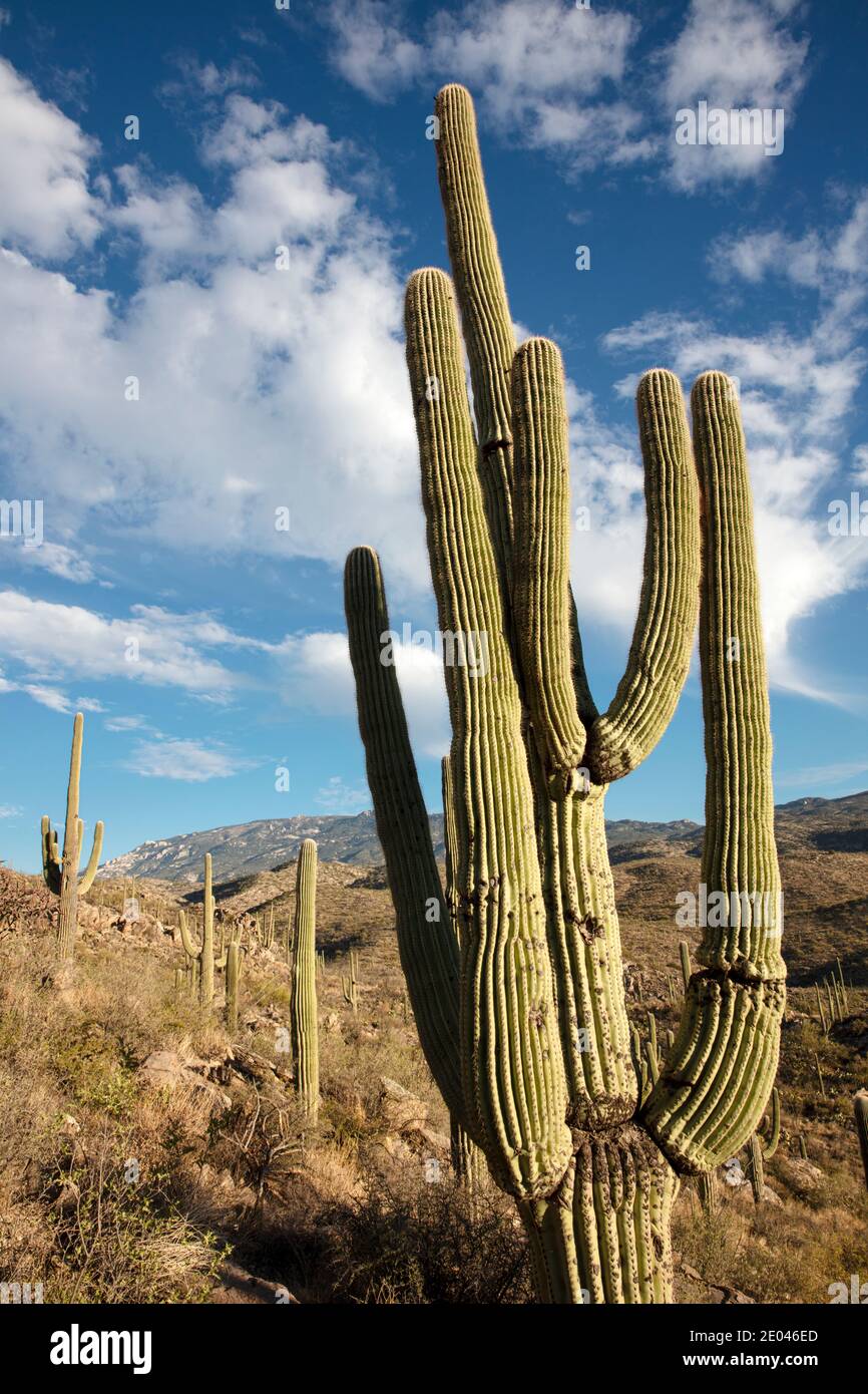 Giant Saguaro Cactus (Carnegiea gigantea), Redington Pass, Tucson, Arizona, États-Unis Banque D'Images