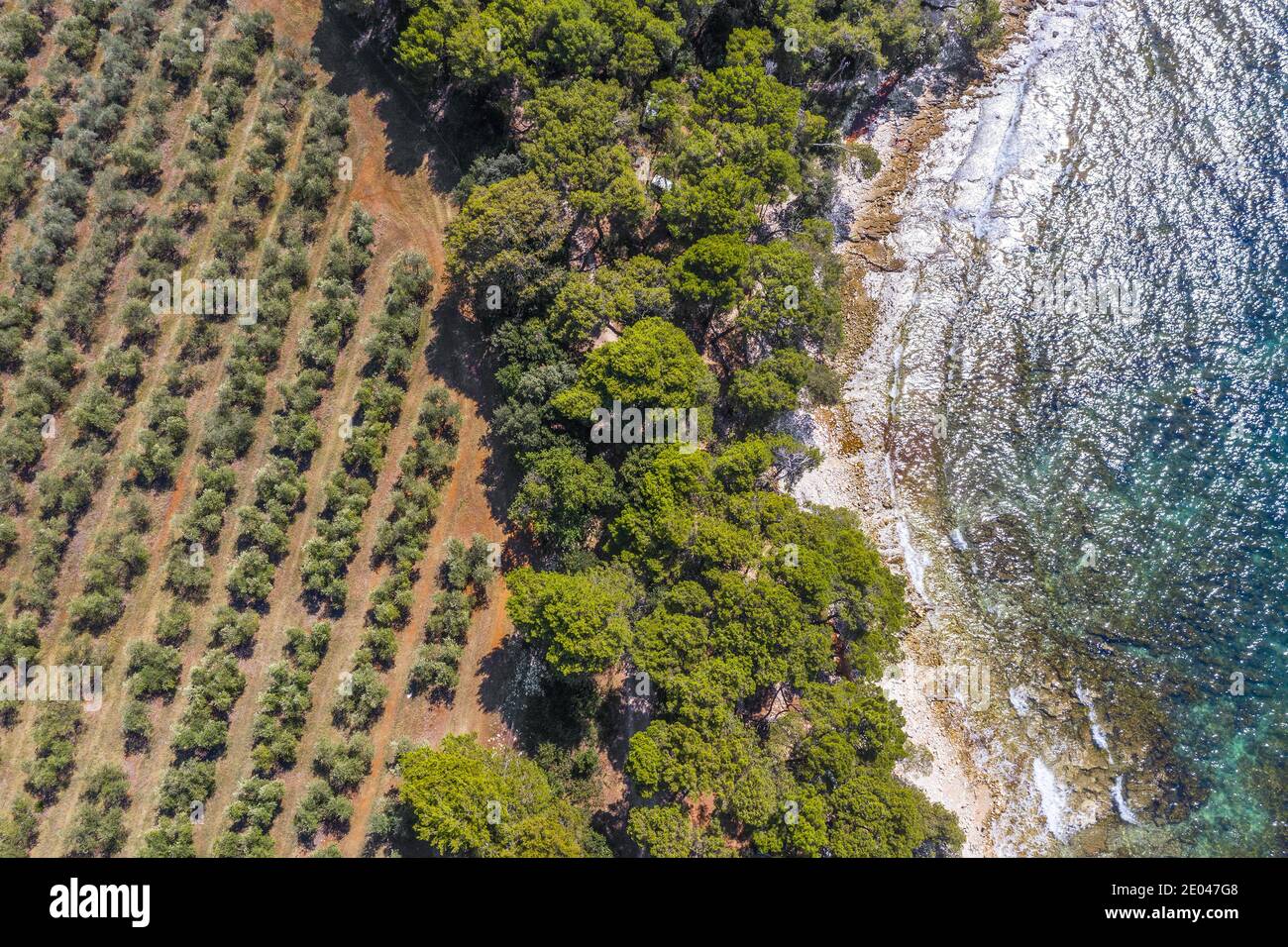 Les gorges d'oliviers au bord de la mer sont divisées par une forêt de pins D'en haut en Croatie Banque D'Images