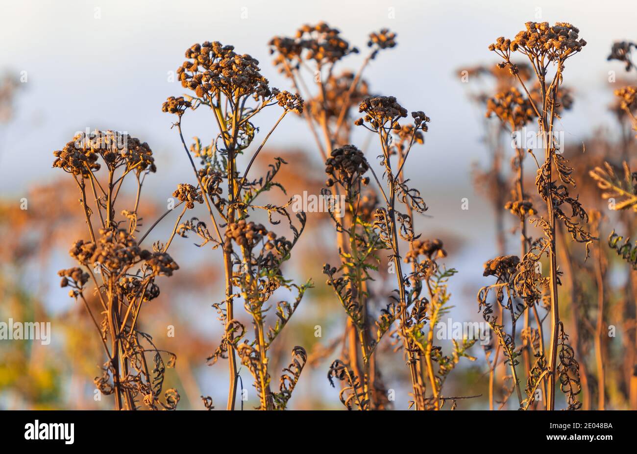 Fleurs sauvages brunes sèches sur le terrain pendant la lumière du coucher de soleil d'automne. Attention sélective, personne. Banque D'Images