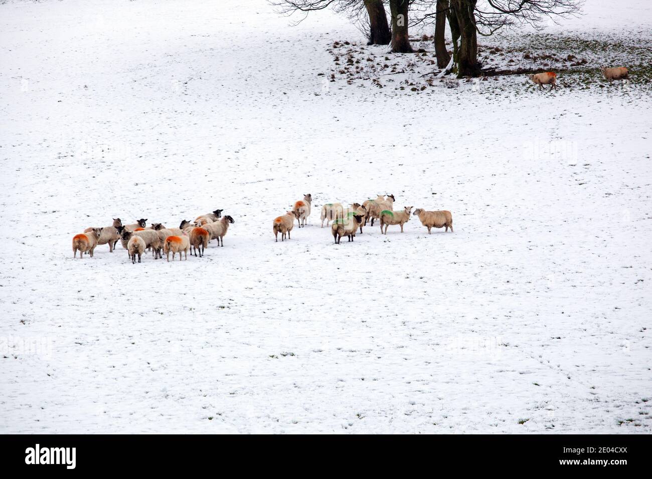 Troupeau de moutons en hiver, terrain couvert de neige dans les contreforts du district de Peak près de Congleton Cheshire. Banque D'Images