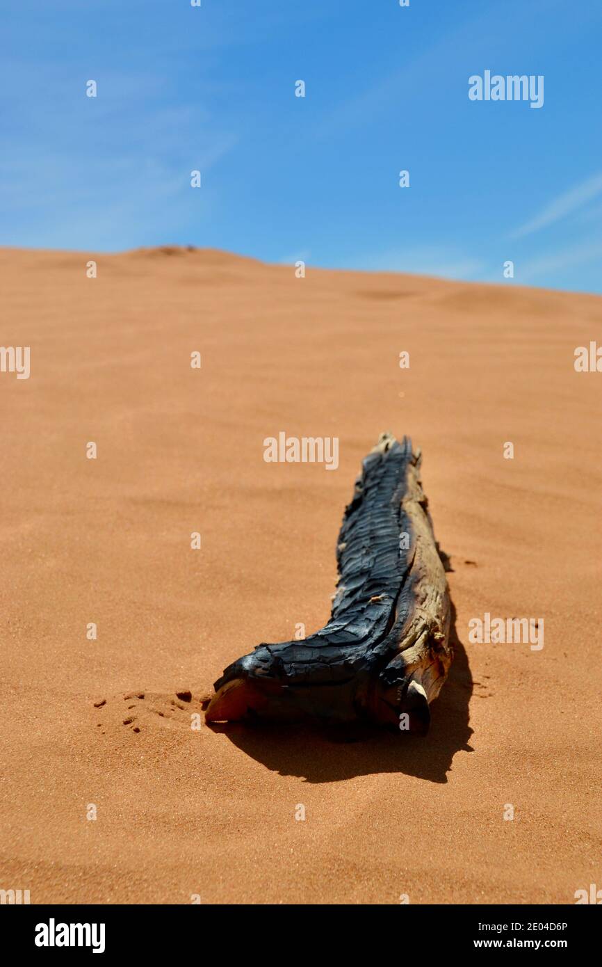 Un morceau de bois sec brûlé et carbonisé dans le Désert de dunes de sable rouge sur les collines de sable de Perry Australie Banque D'Images