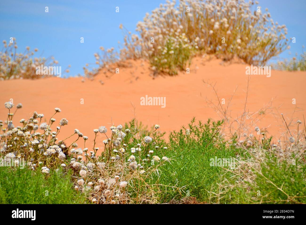 Pâquerettes de papier fleurs sauvages qui poussent dans les collines de Perry Sand Hills Dans l'Outback australien désert avec des arbustes verts et bleu ciel Banque D'Images