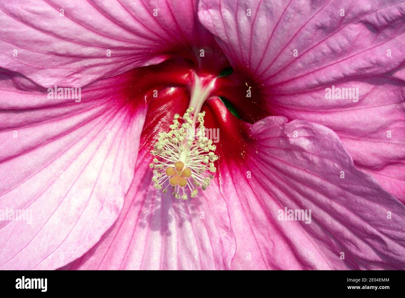 Hibiscus mouscheutos Rose fleur de blush gros plan de la malow rose de Swamp Banque D'Images