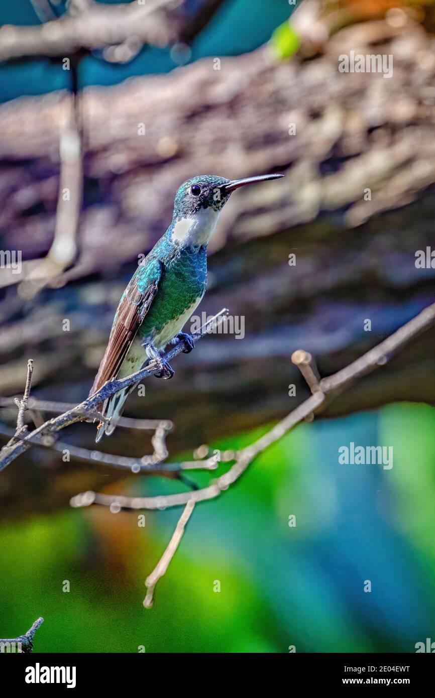 Portrait d'un colibri à gorge blanche en Argentine Banque D'Images