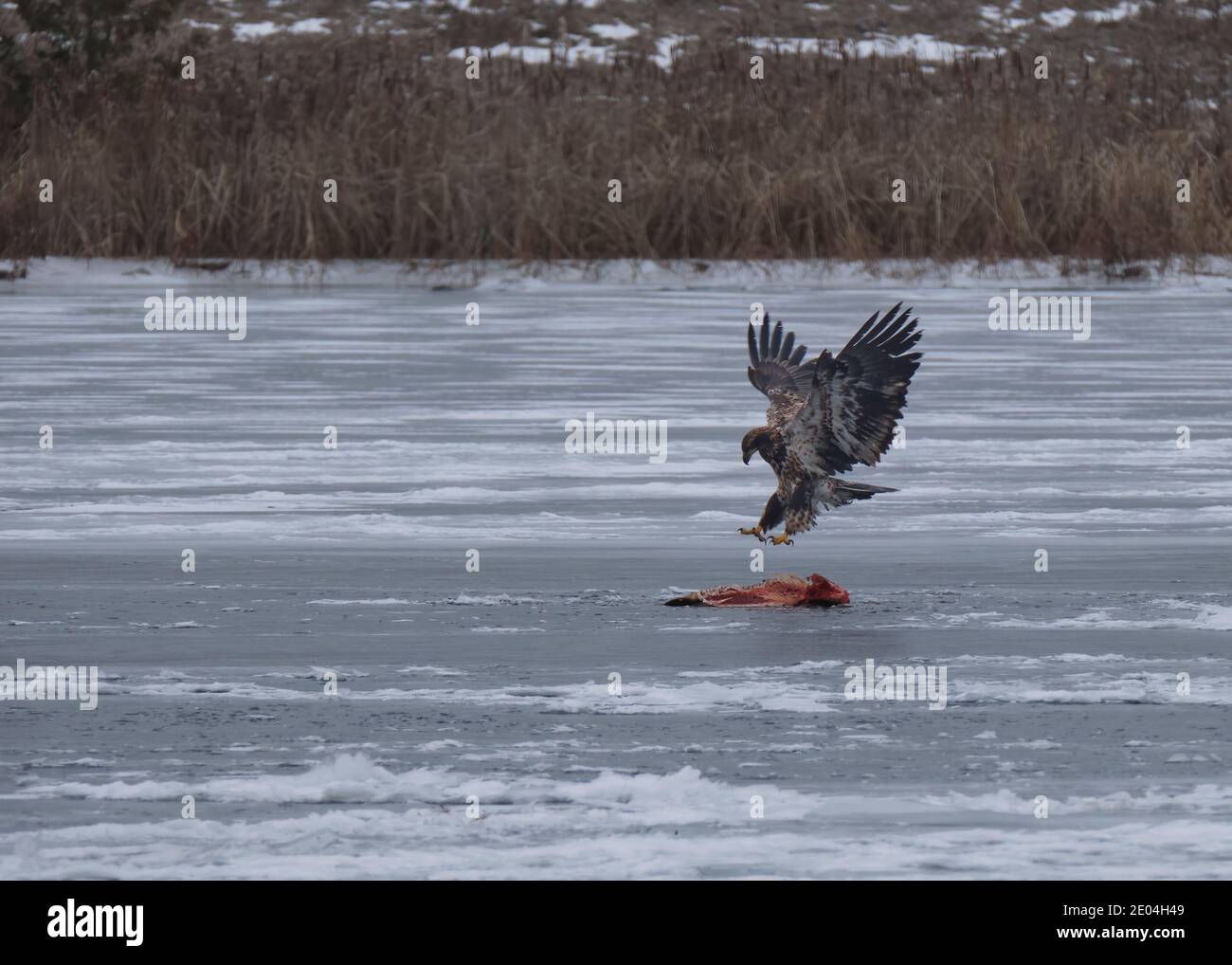 Un jeune aigle à tête blanche atterrit avec ses ailes étirées au-dessus d'un gros poisson mort sur une rivière gelée. Banque D'Images