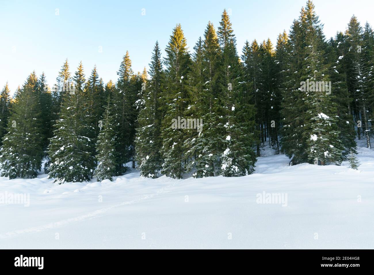 Forêt de pins enneigés dans les montagnes et ciel clair à coucher de soleil Banque D'Images