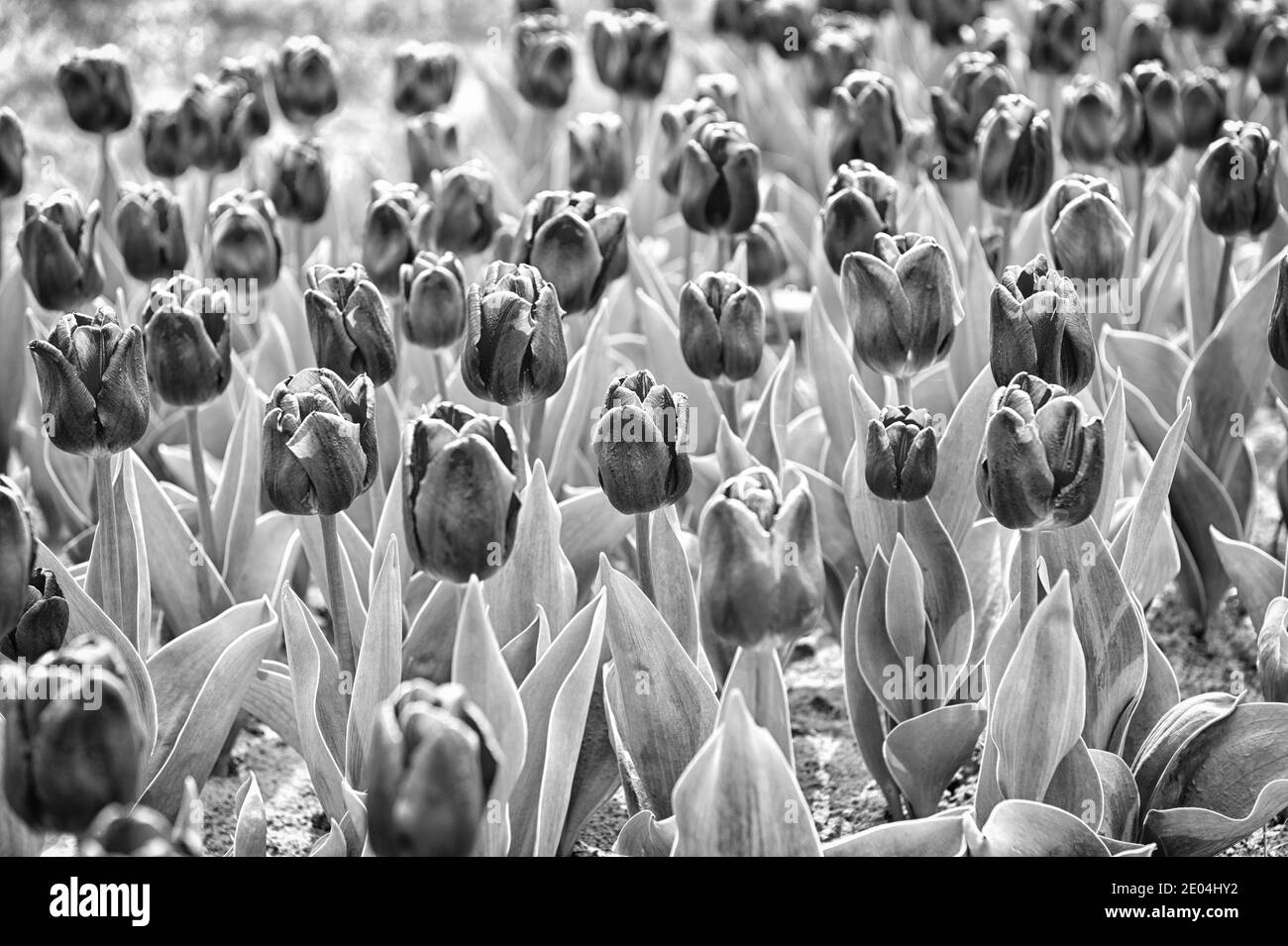 Pétales violet. Tulipes adorables. Ferme de tulipes. Champ de tulipes. Bonne journée des mères. Concept de jour pour femme. Saison de printemps. Arôme agréable. Concept de jardinage. Jardin fleuri. Vacances de printemps. Banque D'Images