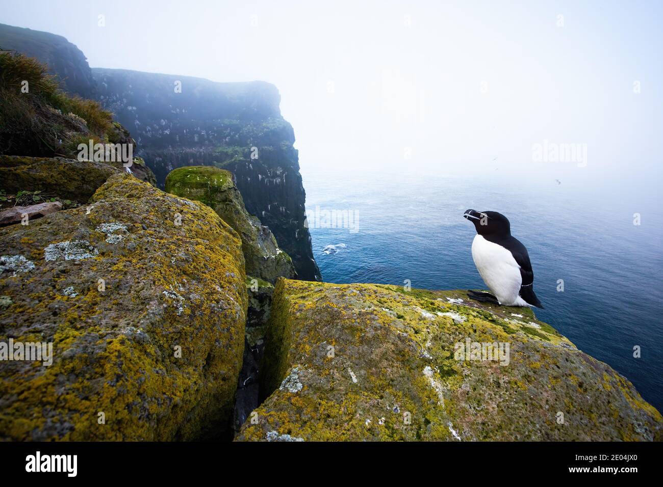Razorbill se tenant dans son environnement naturel de bord de mer avec l'espace de copie. Banque D'Images