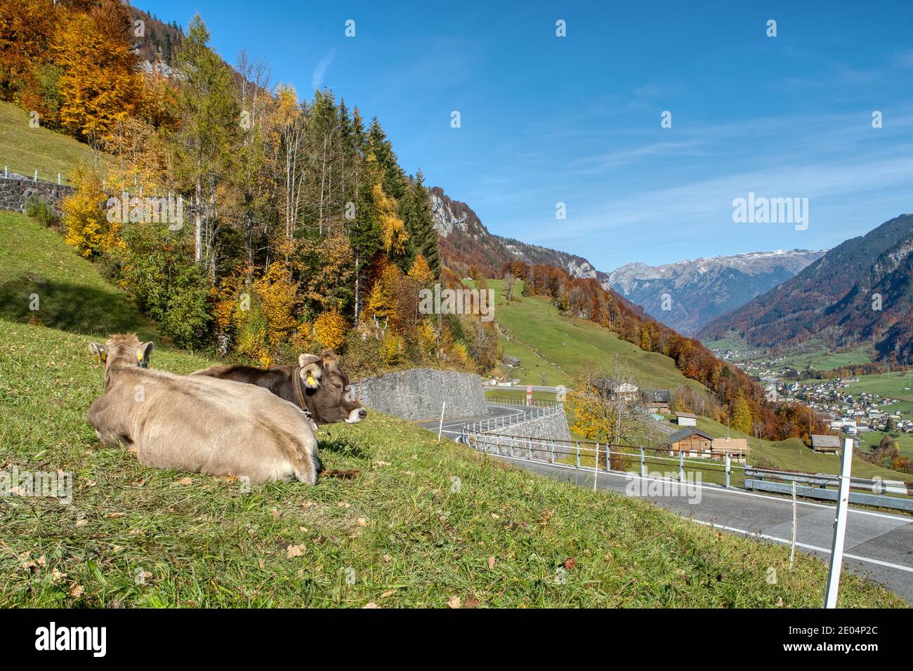 Belles vaches suisses sur l'herbe. Prairies alpines. Scène automnale colorée des Alpes suisses Banque D'Images