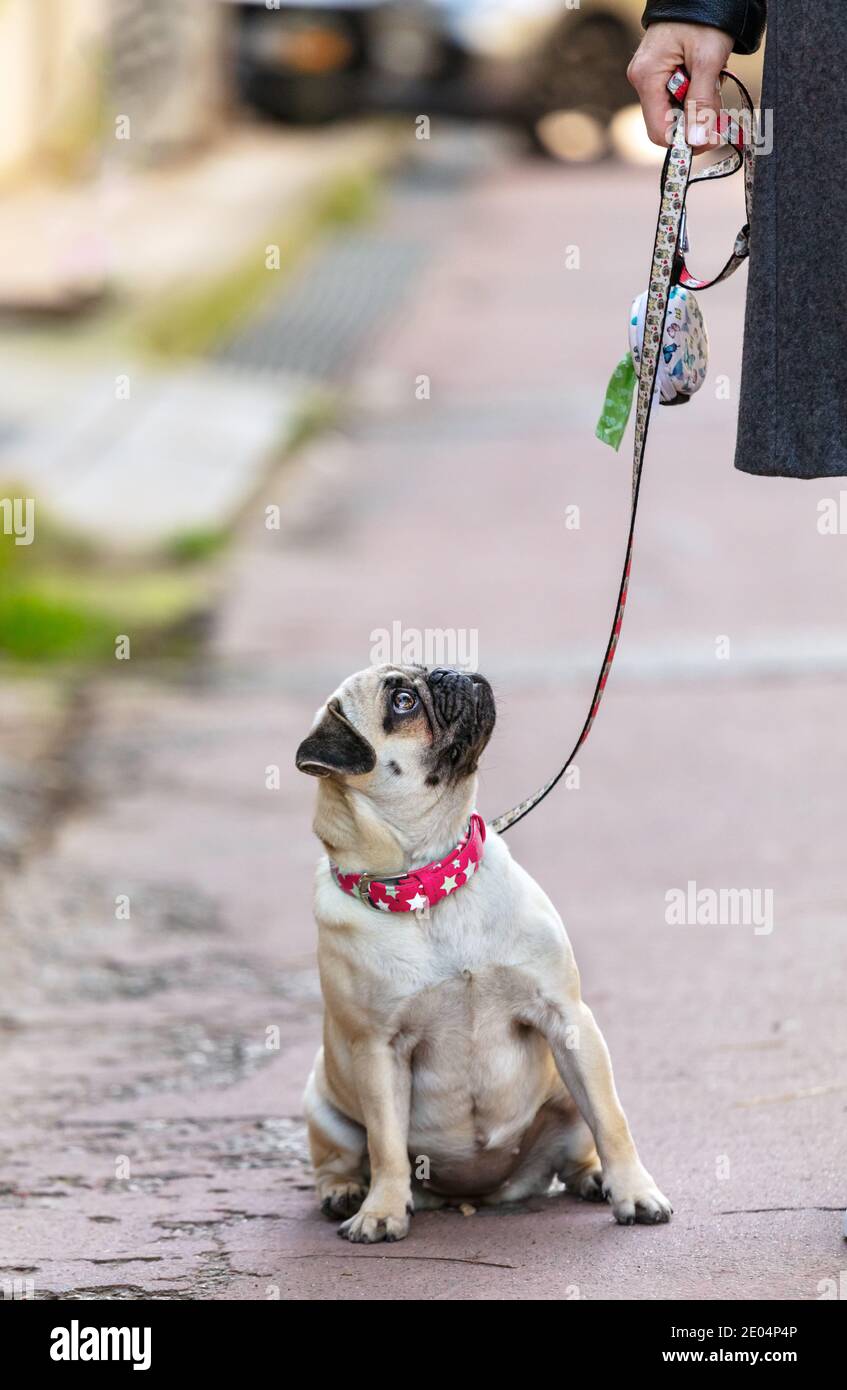 Jeune fille chien Pug assis regardant son propriétaire. Banque D'Images