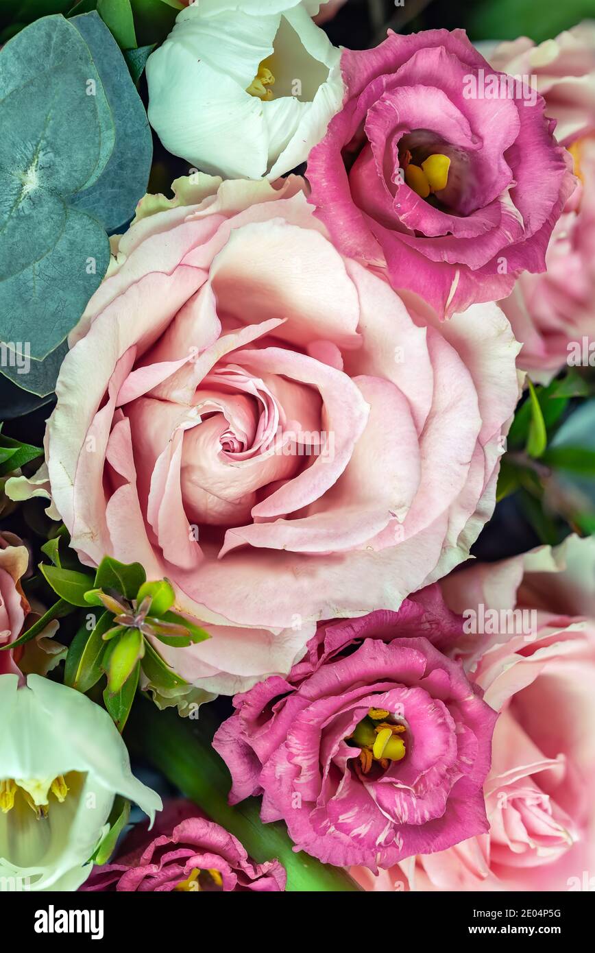 Macro photographie de roses de fleur, rose et blanc Banque D'Images