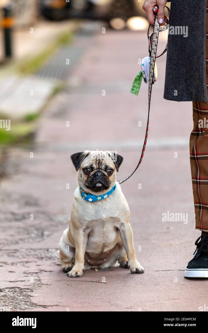 Jeune femme chien de Pug assis regardant l'appareil photo, à l'extérieur Banque D'Images