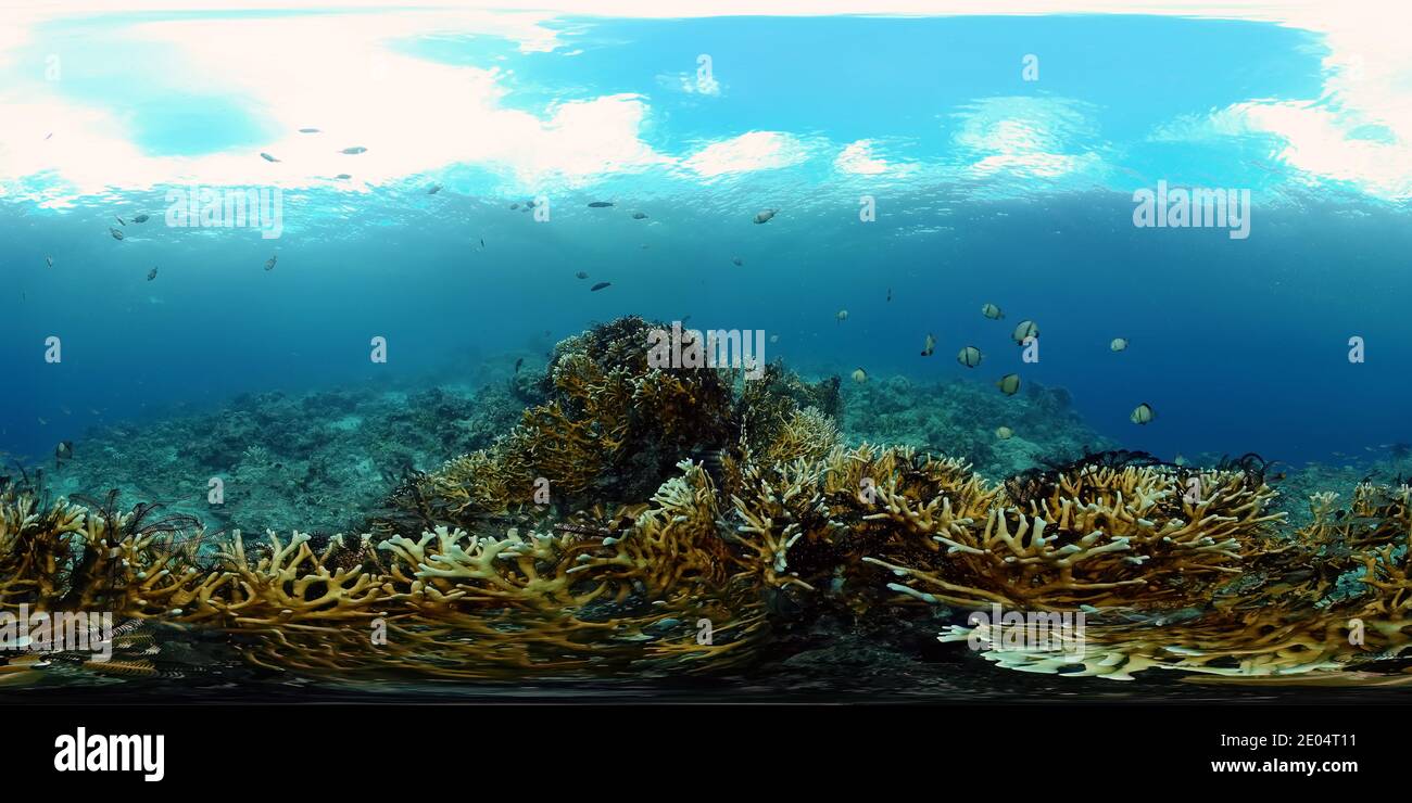Paysage marin tropical coloré. Le monde sous-marin avec des poissons de couleur et un récif de corail. Philippines. 360 panorama VR Banque D'Images