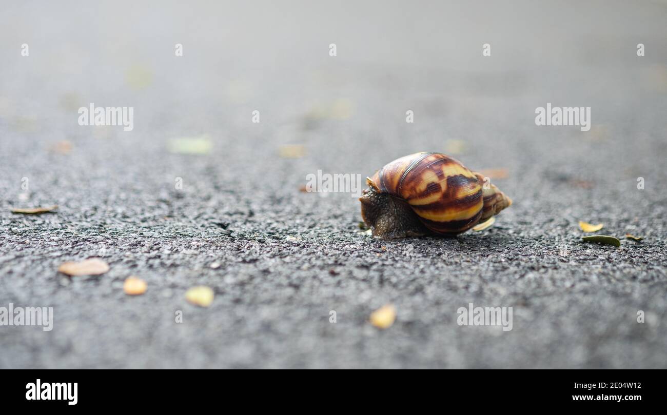 Un escargot marchant sur le sol en asphalte avec une mise au point douce. Banque D'Images